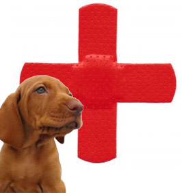 pet-first-aid