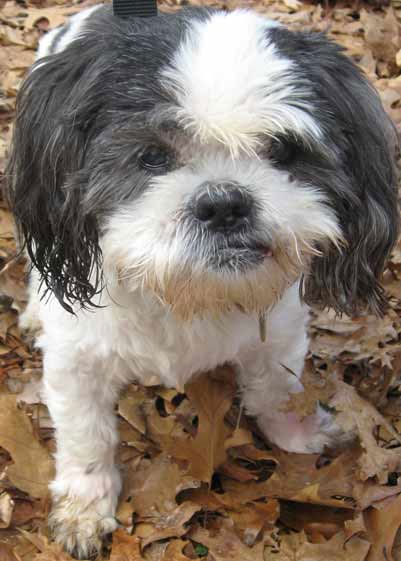 15-shih-tzu