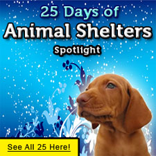 25-animal-shelters