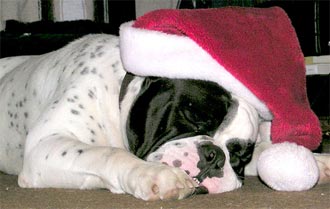 santa-dog