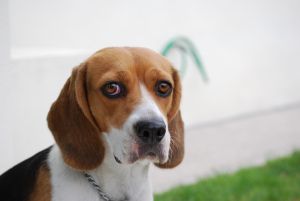 beagle in thought