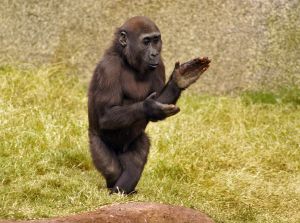 gorilla clapping