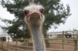 An Ostrich