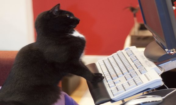 cat at computer