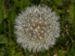 dandelion image