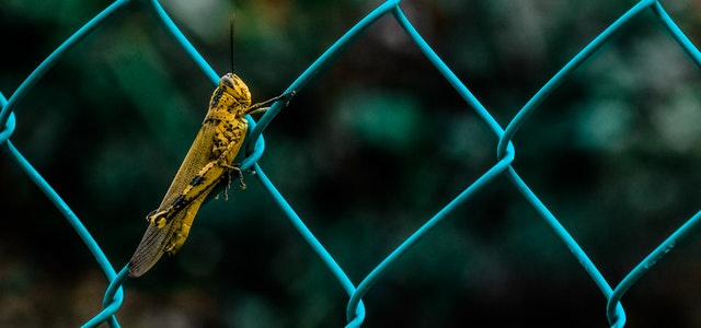 chain link fence image